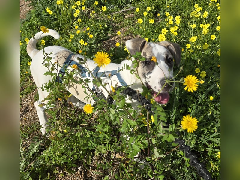 Nicolina: tolle Weggefährtin und Familienhündin