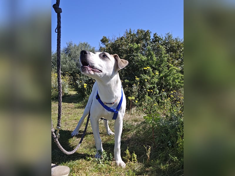 Nicoletta: perfekte Hündin für aktive Familien