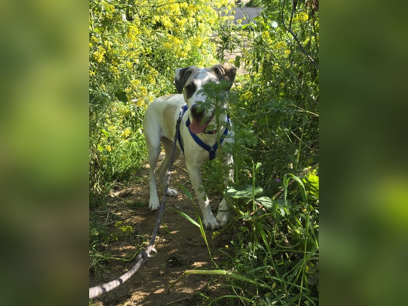 Nicoletta: perfekte Hündin für aktive Familien