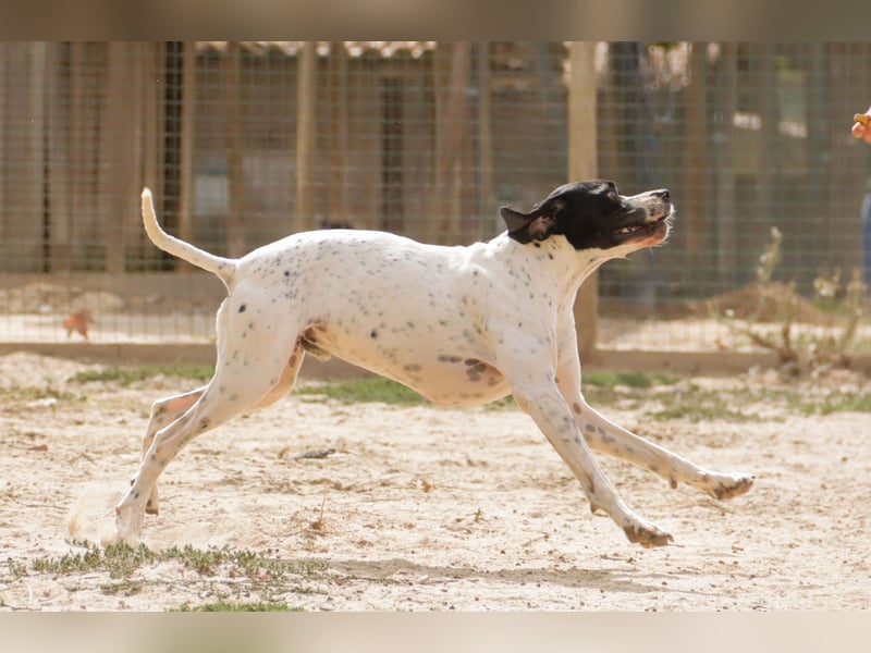 •|•  J•O•K•E•R  •|• Aktiv • Verspielt • Freundlich