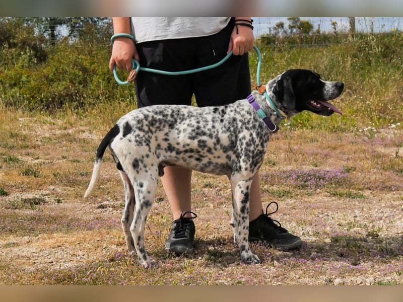 Pintas - hatte bestimmt schon mal ein Zuhause – und soll wieder eines bekommen