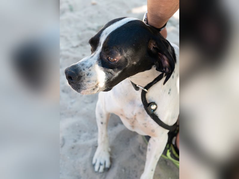 •|•  J•O•K•E•R  •|• Aktiv • Verspielt • Freundlich