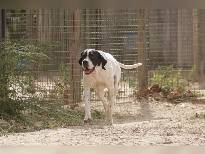 •|•  J•O•K•E•R  •|• Aktiv • Verspielt • Freundlich