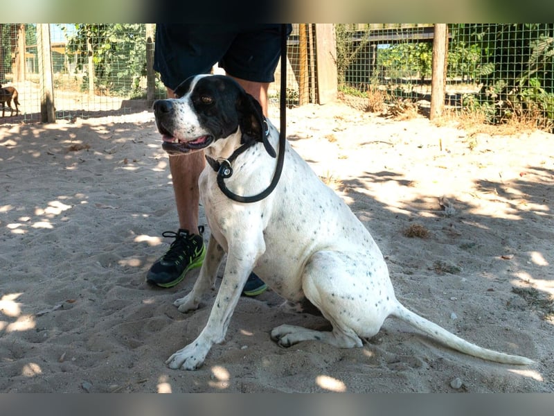 •|•  J•O•K•E•R  •|• Aktiv • Verspielt • Freundlich