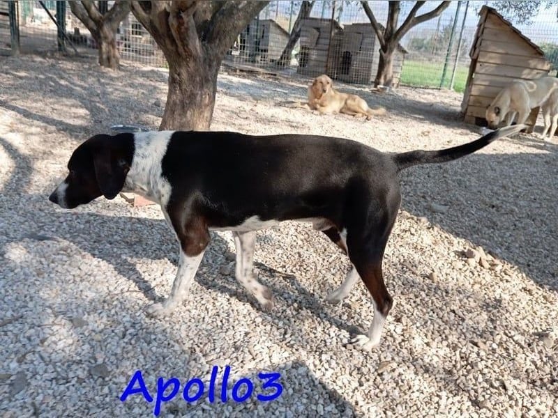 Apollo3 geb. 02/2020 (GRC) - ausgeglichener, hübscher Pointer-Mix sucht Zuhause!