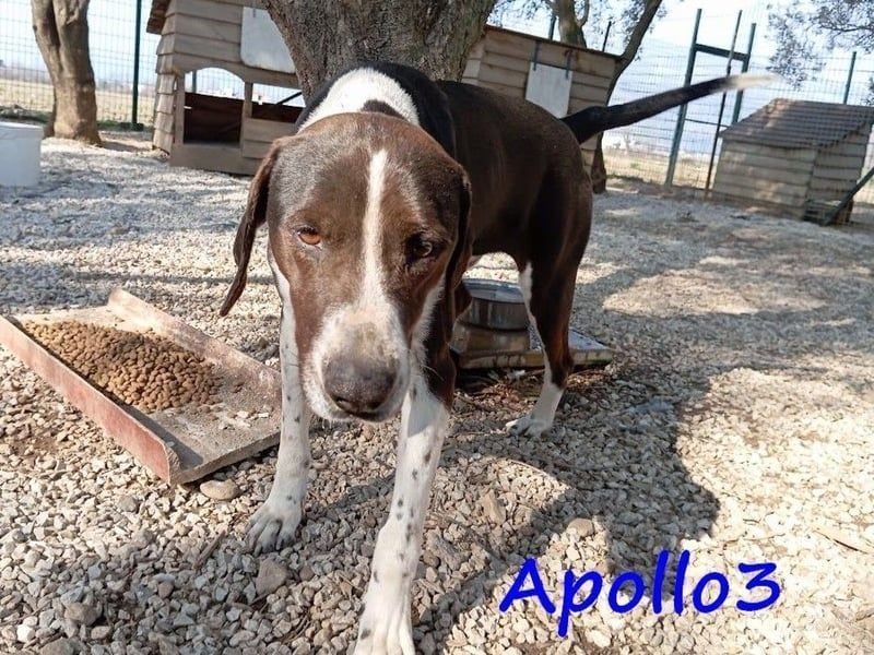 Apollo3 geb. 02/2020 (GRC) - ausgeglichener, hübscher Pointer-Mix sucht Zuhause!