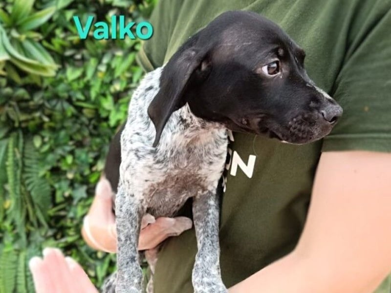 Valko geb. 03/2026 (ESP) - menschenbezogener und freundlicher Welpe!