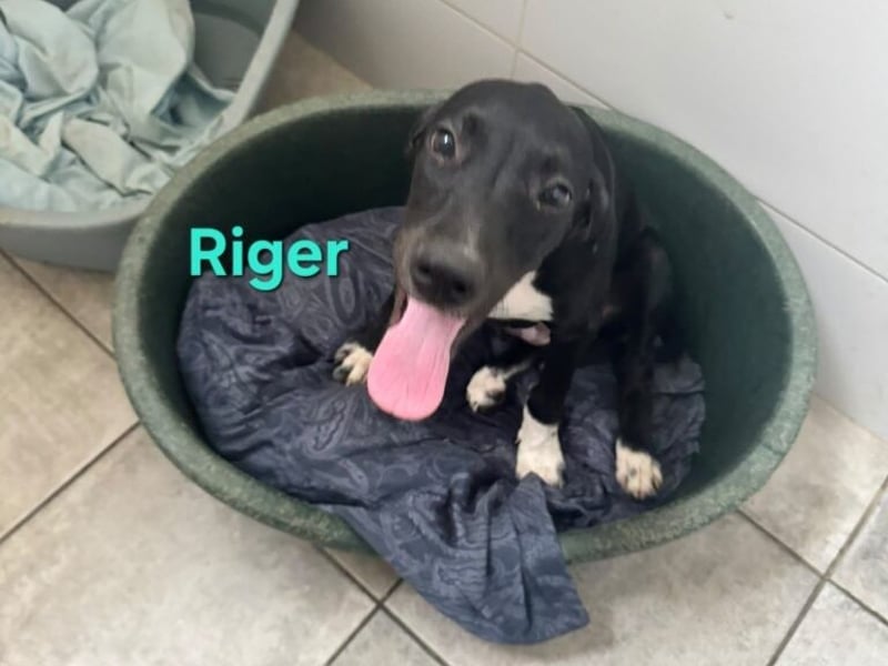 Riger geb. 03/2026 (ESP) - kleiner Entdecker will die Welt und deine Couch erobern!