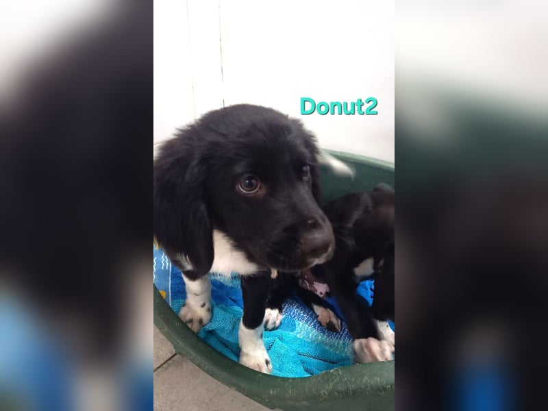 Donut2 geb. 03/2026 (ESP) - kleiner gute Laune Bär sucht seine Menschen!
