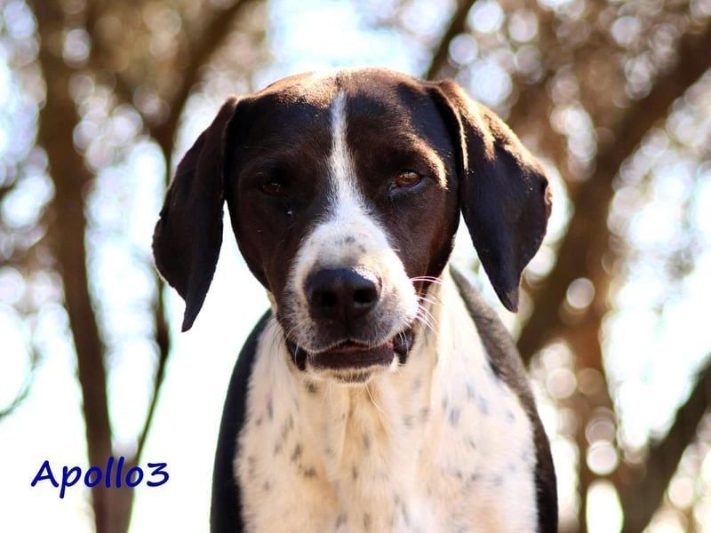 Apollo3 geb. 02/2020 (GRC) - ausgeglichener, hübscher Pointer-Mix sucht Zuhause!