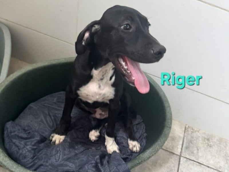Riger geb. 03/2026 (ESP) - kleiner Entdecker will die Welt und deine Couch erobern!