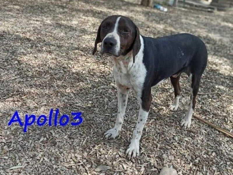 Apollo3 geb. 02/2020 (GRC) - ausgeglichener, hübscher Pointer-Mix sucht Zuhause!