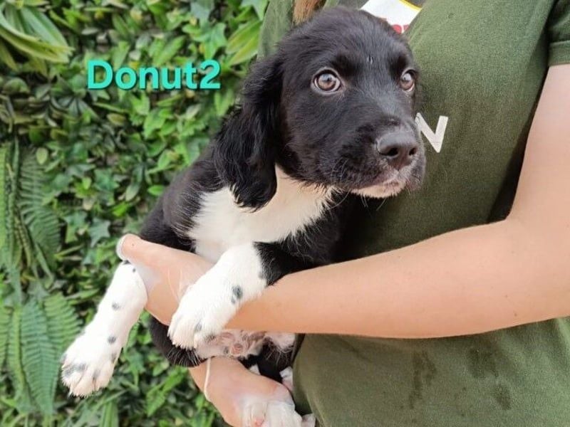 Donut2 geb. 03/2026 (ESP) - kleiner gute Laune Bär sucht seine Menschen!