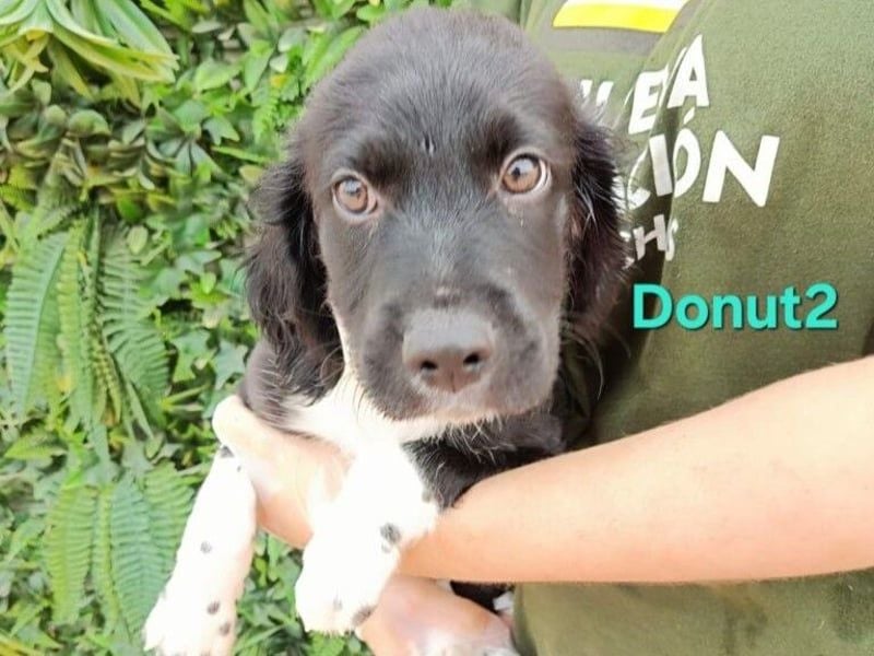 Donut2 geb. 03/2026 (ESP) - kleiner gute Laune Bär sucht seine Menschen!