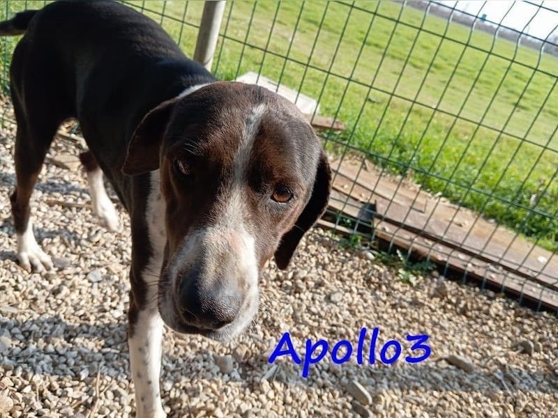 Apollo3 geb. 02/2020 (GRC) - ausgeglichener, hübscher Pointer-Mix sucht Zuhause!