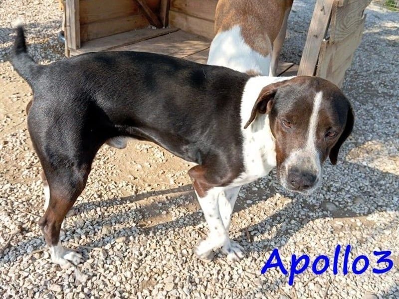 Apollo3 geb. 02/2020 (GRC) - ausgeglichener, hübscher Pointer-Mix sucht Zuhause!