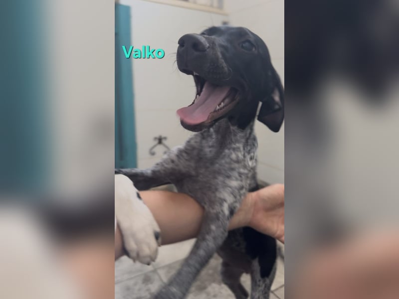 Valko geb. 03/2026 (ESP) - menschenbezogener und freundlicher Welpe!