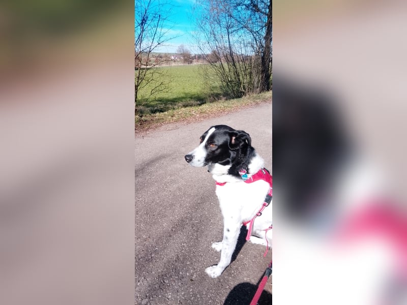 Bella - Liebe Pointer Mix Hündin 4,5