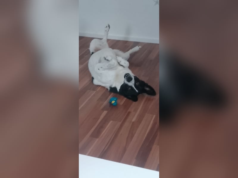 Bella - Liebe Pointer Mix Hündin 4,5