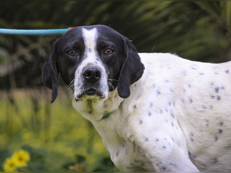 POINTER: Oreo & Tripp ⚡️2 von ~ 650 Hunden  in der Cantinho da Milu⚡️