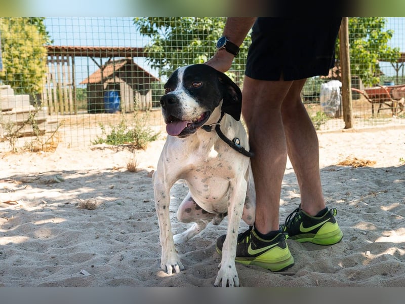 •|•  J•O•K•E•R  •|• Sehr Aktiv • Auch Verspielt • Super Freundlich