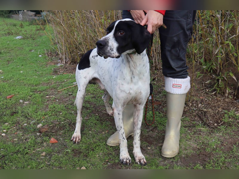 ▪️Pointer Remington ▪️braucht ein Zuhause ❗️