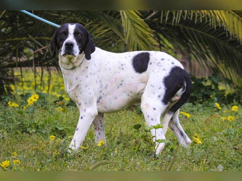 POINTER: Oreo & Tripp ⚡️2 von ~ 650 Hunden  in der Cantinho da Milu⚡️