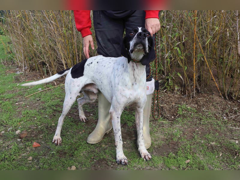 ▪️Pointer Remington ▪️braucht ein Zuhause ❗️