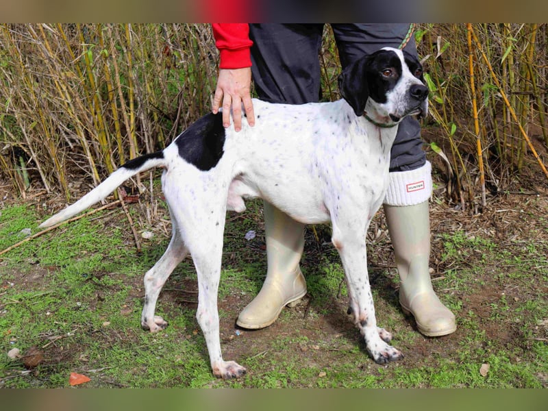 ▪️Pointer Remington ▪️braucht ein Zuhause ❗️