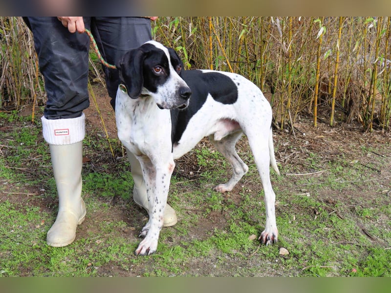 ▪️Pointer Remington ▪️braucht ein Zuhause ❗️