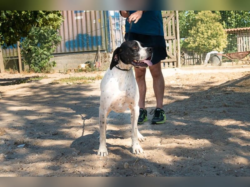 •|•  J•O•K•E•R  •|• Sehr Aktiv • Auch Verspielt • Super Freundlich