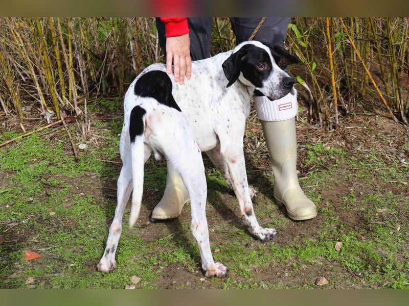 ▪️Pointer Remington ▪️braucht ein Zuhause ❗️