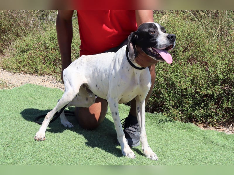 •|•  J•O•K•E•R  •|• Sehr Aktiv • Auch Verspielt • Super Freundlich