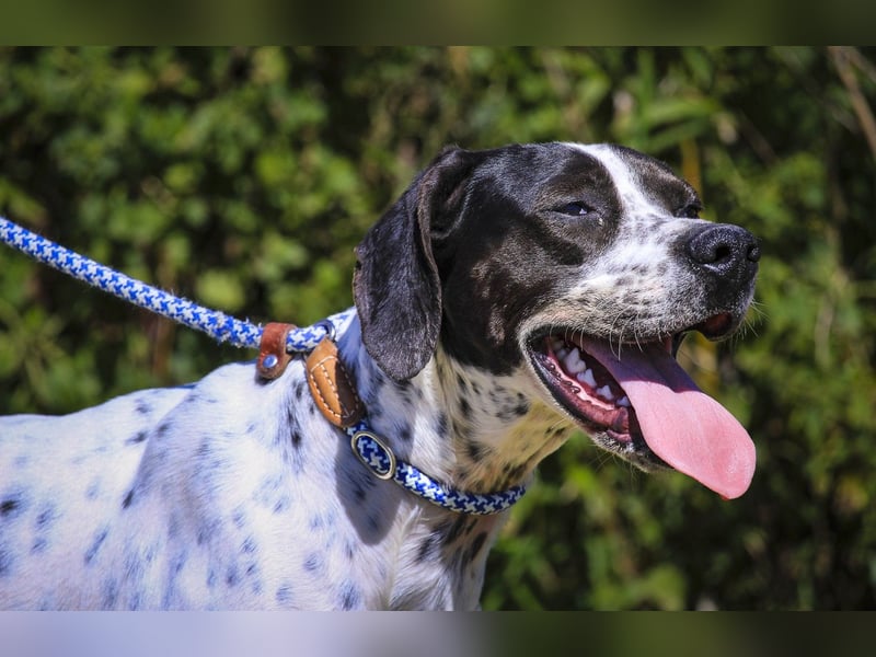 POINTER: Oreo & Tripp ⚡️2 von ~ 650 Hunden  in der Cantinho da Milu⚡️