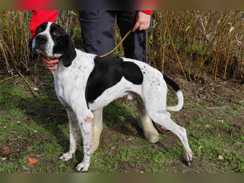 ▪️Pointer Remington ▪️braucht ein Zuhause ❗️