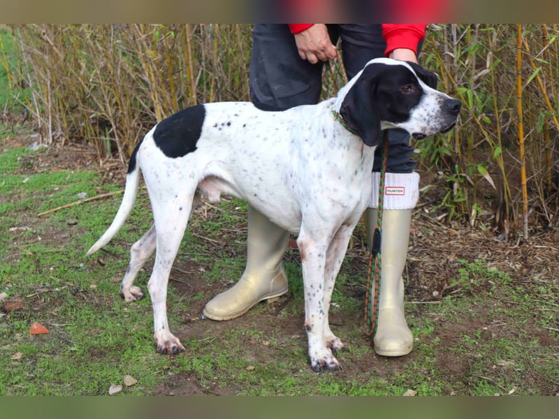 ▪️Pointer Remington ▪️braucht ein Zuhause ❗️