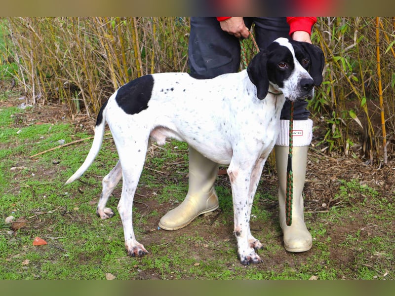 ▪️Pointer Remington ▪️braucht ein Zuhause ❗️