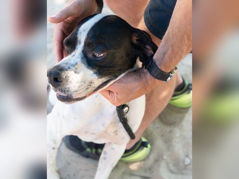 •|•  J•O•K•E•R  •|• Sehr Aktiv • Auch Verspielt • Super Freundlich