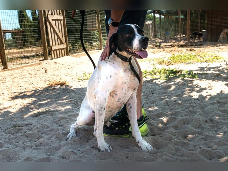 •|•  J•O•K•E•R  •|• Sehr Aktiv • Auch Verspielt • Super Freundlich