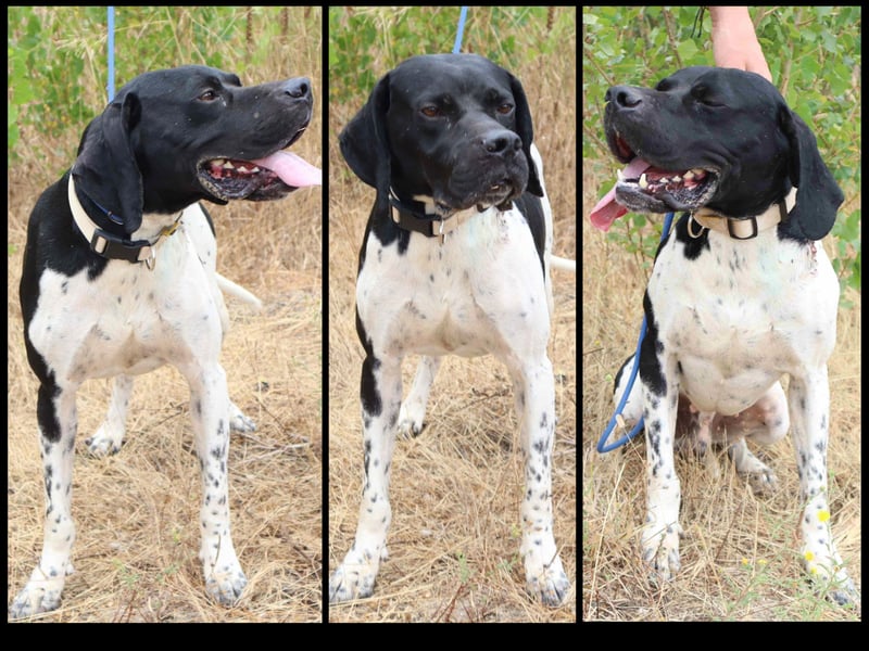 ▪️ OREO ▪️ DOUGLAS ▪️ 2 von ~ 650 Hunden  in der Cantinho da Milu ▪️