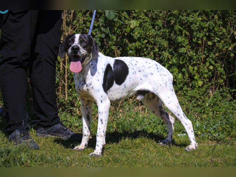 POINTER: Oreo & Tripp ⚡️2 von ~ 650 Hunden  in der Cantinho da Milu⚡️