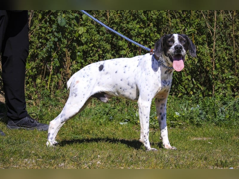 POINTER: Oreo & Tripp ⚡️2 von ~ 650 Hunden  in der Cantinho da Milu⚡️