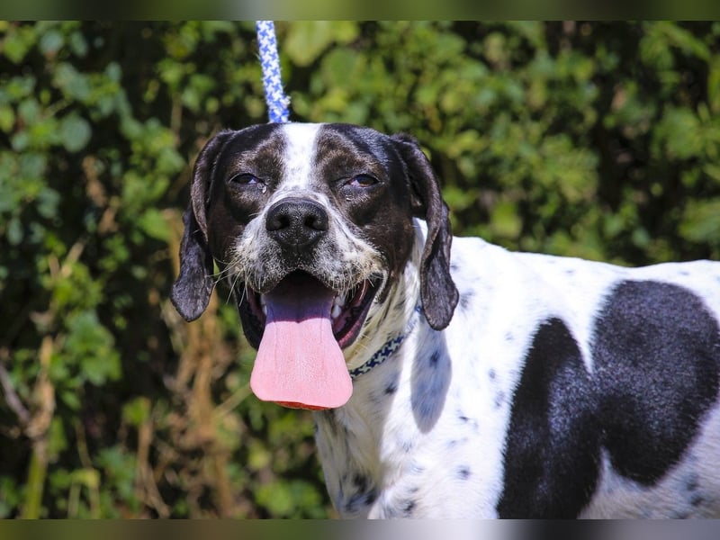 POINTER: Oreo & Tripp ⚡️2 von ~ 650 Hunden  in der Cantinho da Milu⚡️