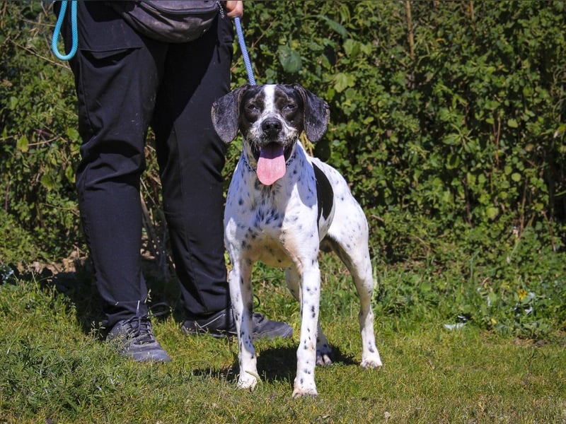 POINTER: Oreo & Tripp ⚡️2 von ~ 650 Hunden  in der Cantinho da Milu⚡️