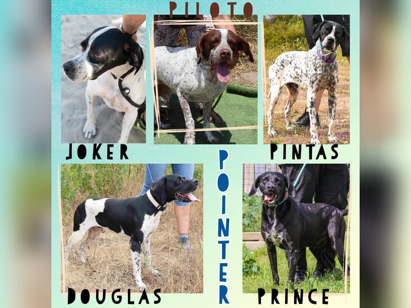 •|•  J•O•K•E•R  •|• Sehr Aktiv • Auch Verspielt • Super Freundlich