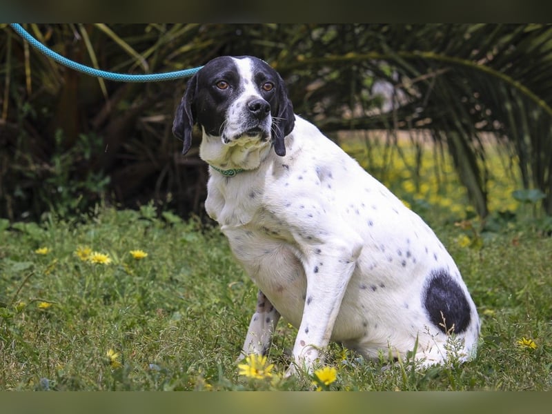 POINTER: Oreo & Tripp ⚡️2 von ~ 650 Hunden  in der Cantinho da Milu⚡️