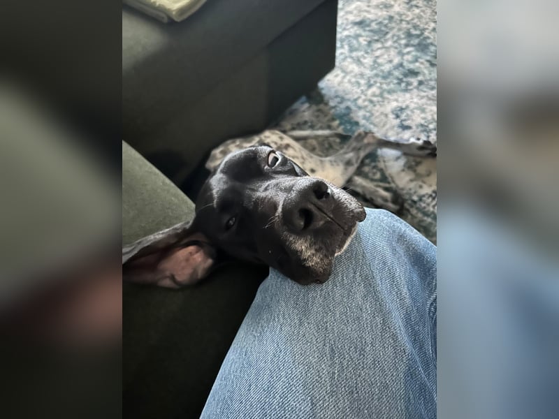 Pointer-Hündin Nala sucht ein aktives Zuhause