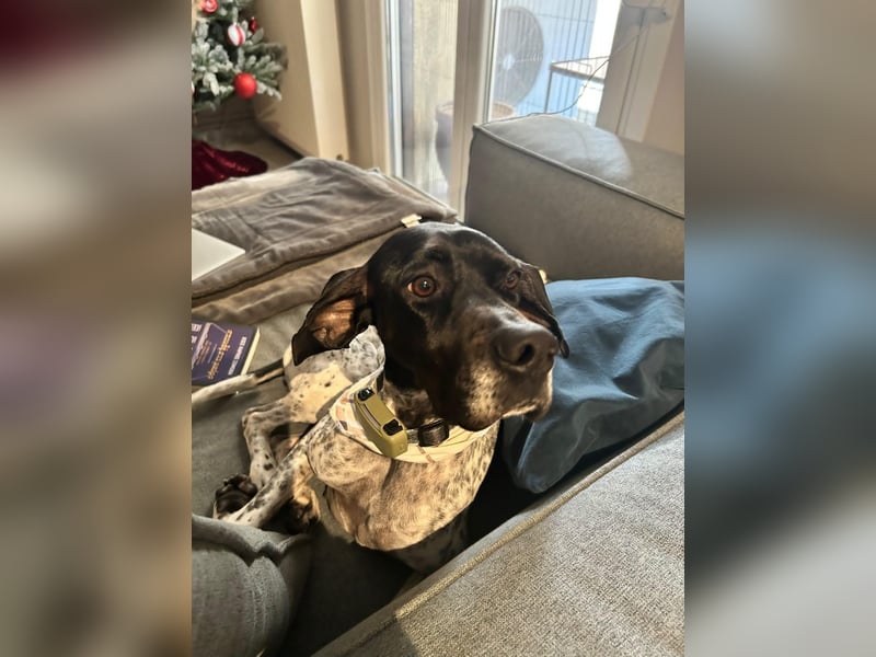 Pointer-Hündin Nala sucht ein aktives Zuhause