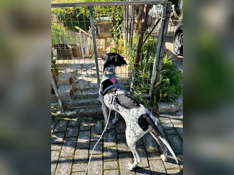 Pointer-Hündin Nala sucht ein aktives Zuhause
