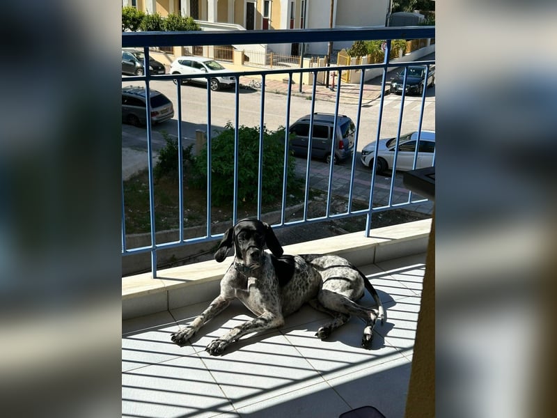 Pointer-Hündin Nala sucht ein aktives Zuhause